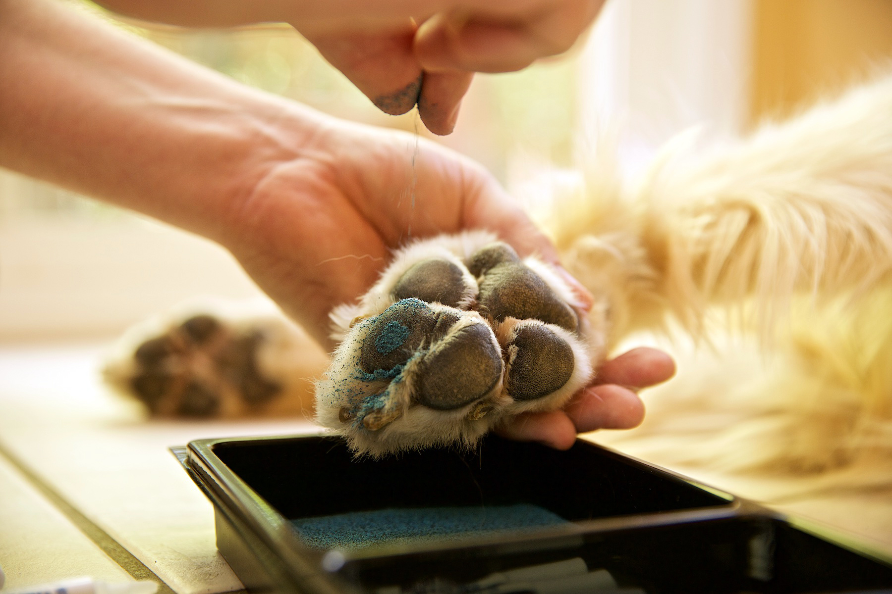 Paw Friction SilverGlide™