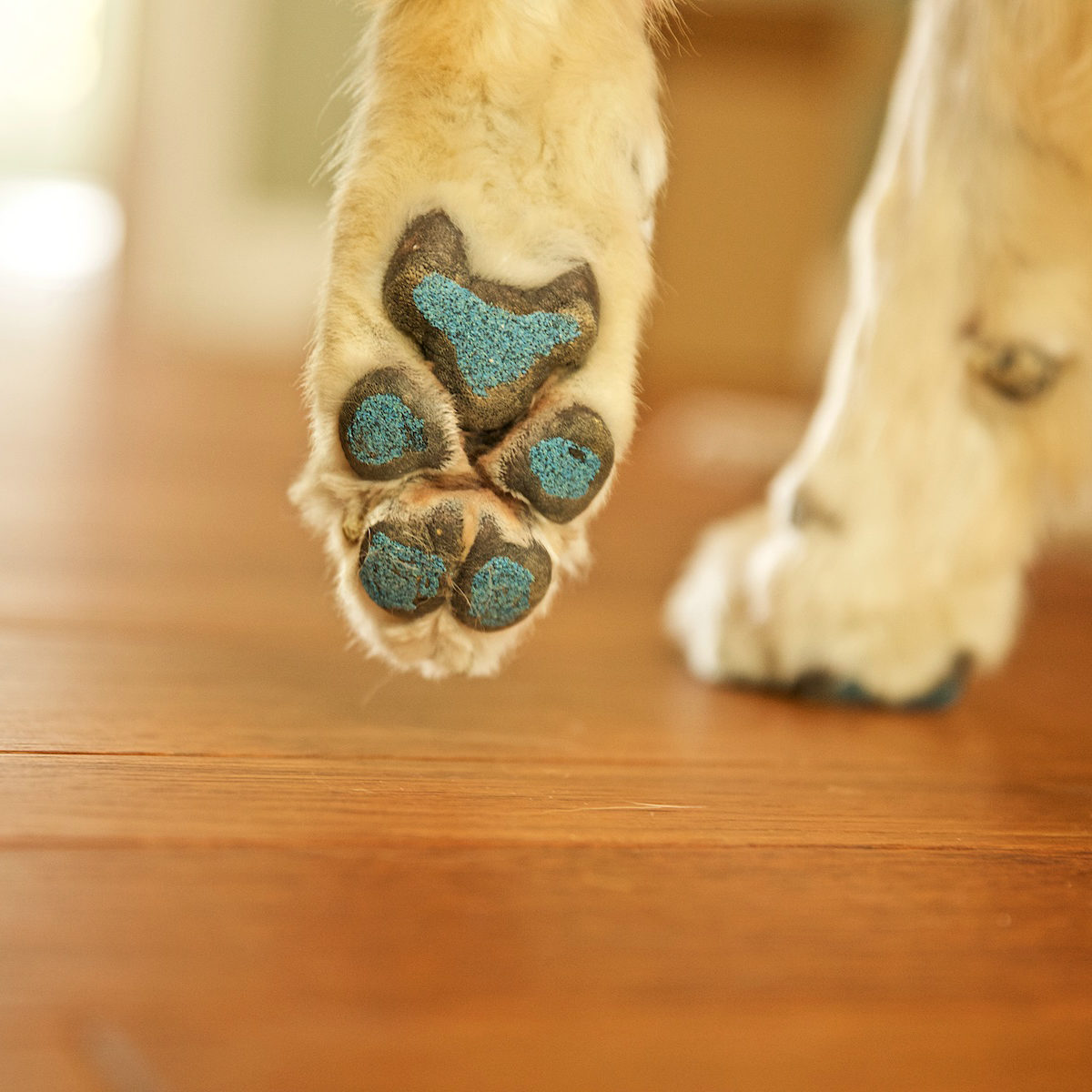 PAW001 Paw Friction SilverGlide™